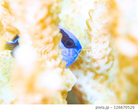 白化現象の美しいテーブルサンゴと可愛いナンヨウハギの幼魚他ヒリゾ浜中木南伊豆町伊豆半島静岡県2024 126670520