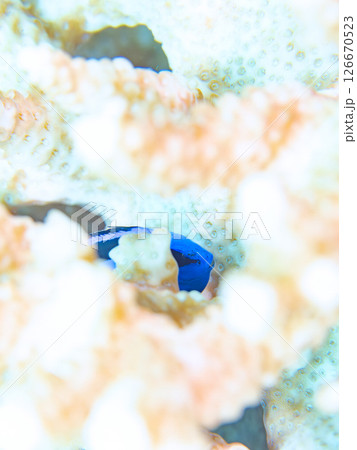 白化現象の美しいテーブルサンゴと可愛いナンヨウハギの幼魚他ヒリゾ浜中木南伊豆町伊豆半島静岡県2024 白化現象の美しいテーブルサンゴと可愛いナンヨウハギの幼魚他ヒリゾ浜中木南伊豆町伊豆半島静岡県2024 126670523