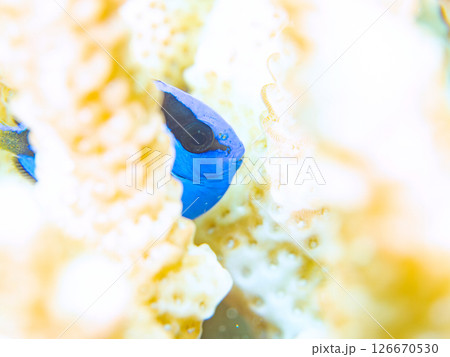 白化現象の美しいテーブルサンゴと可愛いナンヨウハギの幼魚他ヒリゾ浜中木南伊豆町伊豆半島静岡県2024 白化現象の美しいテーブルサンゴと可愛いナンヨウハギの幼魚他ヒリゾ浜中木南伊豆町伊豆半島静岡県2024 126670530