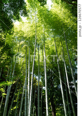 蘆花恒春園の竹林　春の青空　東京都世田谷区粕谷1丁目 126670577