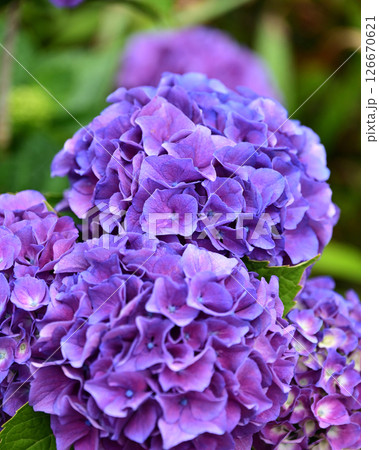 あじさい (雨粒付 梅雨に最適) あじさい (雨粒付 梅雨に最適) 126670621