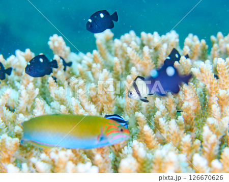 白化現象の美しいテーブルサンゴと可愛いナンヨウハギの幼魚他ヒリゾ浜中木南伊豆町伊豆半島静岡県2024 126670626