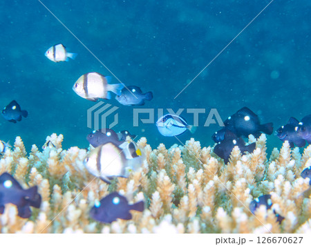 白化現象の美しいテーブルサンゴと可愛いナンヨウハギの幼魚他ヒリゾ浜中木南伊豆町伊豆半島静岡県2024 126670627