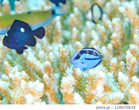 白化現象の美しいテーブルサンゴと可愛いナンヨウハギの幼魚他ヒリゾ浜中木南伊豆町伊豆半島静岡県2024 126670638