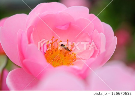 ピンク色のバラの花 蜂が止まる　【クローズアップ】 126670652