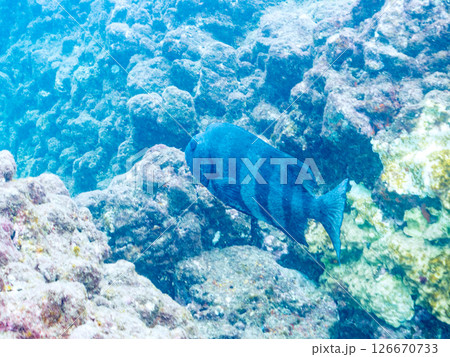 巨大で美しいイシダイ。老成魚はその姿からクチグロと呼ばれるヒリゾ浜中木南伊豆町伊豆半島静岡県2024 巨大で美しいイシダイ。老成魚はその姿からクチグロと呼ばれるヒリゾ浜中木南伊豆町伊豆半島静岡県2024 126670733