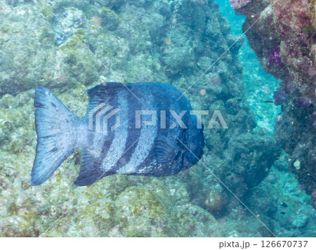 巨大で美しいイシダイ。老成魚はその姿からクチグロと呼ばれるヒリゾ浜中木南伊豆町伊豆半島静岡県2024 126670737