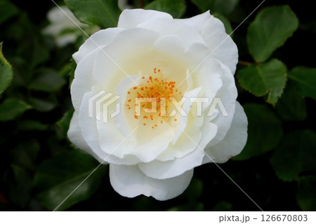 白いバラの花のクローズアップ 白いバラの花のクローズアップ 126670803