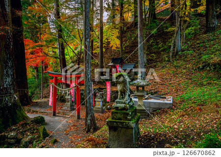 静寂の森に佇む金櫻神社境内の狛犬と祠の秋風景　お稲荷様 126670862