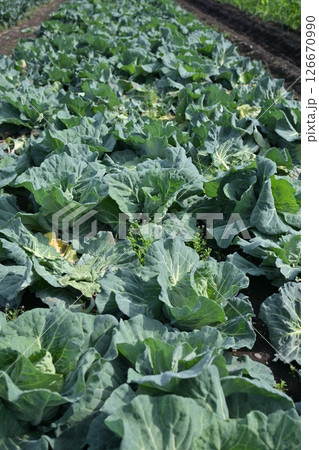 キャベツ畑：cabbage patch 126670990