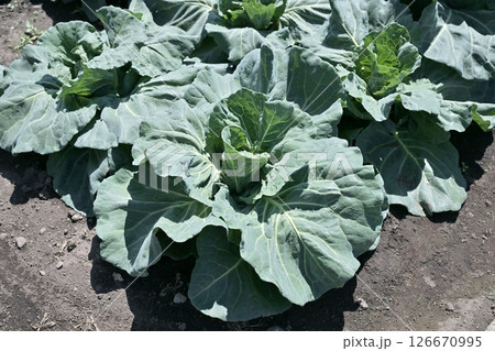 キャベツ畑:cabbage patch キャベツ畑:cabbage patch 126670995