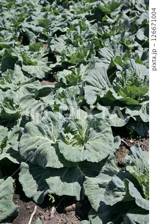 キャベツ畑：cabbage patch 126671004