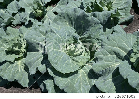 キャベツ畑：cabbage patch 126671005