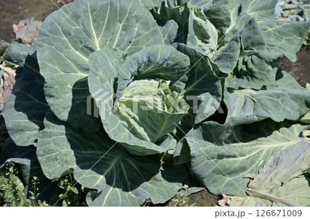 キャベツ畑：cabbage patch 126671009