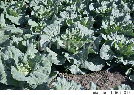 キャベツ畑:cabbage patch キャベツ畑:cabbage patch 126671018