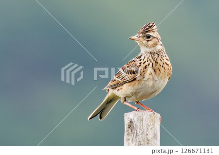 杭に留まるヒバリ 杭に留まるヒバリ 126671131