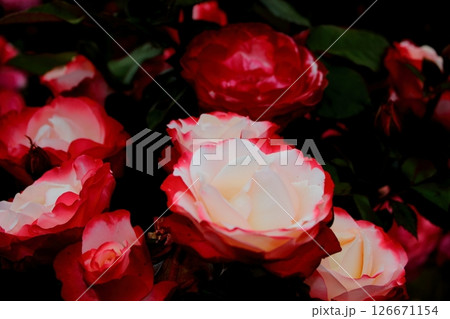 赤と白のバラの花 【クローズアップ】 126671154