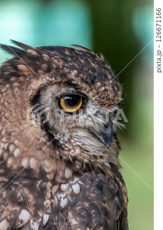 鮮やかな黄色の虹彩を持つアフリカワシミミズクの目線 鮮やかな黄色の虹彩を持つアフリカワシミミズクの目線 126671166