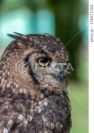 鮮やかな黄色の虹彩を持つアフリカワシミミズクの目線 鮮やかな黄色の虹彩を持つアフリカワシミミズクの目線 126671168