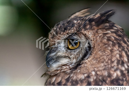 鮮やかな黄色の虹彩を持つアフリカワシミミズクの目線 126671169