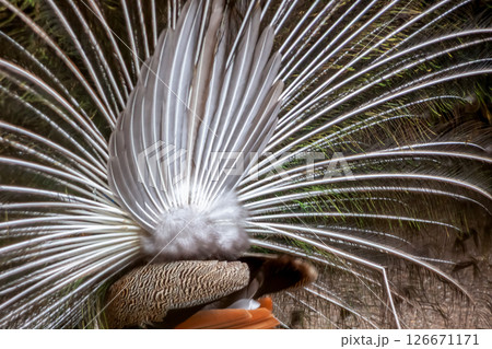 インドクジャクの裏羽の造形美 126671171