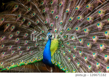 インドクジャクのオスが羽を広げた容姿 インドクジャクのオスが羽を広げた容姿 126671182