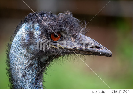 ヒクイドリ科エミューの顔【ちょっと威嚇する顔】 ヒクイドリ科エミューの顔【ちょっと威嚇する顔】 126671204
