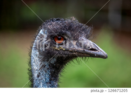 ヒクイドリ科エミューの顔【ちょっと威嚇する顔】 126671205