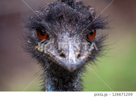 ヒクイドリ科エミューの顔【ちょっと威嚇する顔】 126671209