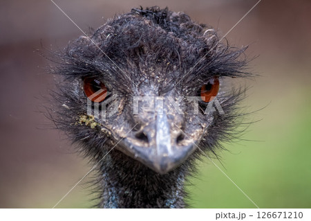 ヒクイドリ科エミューの顔【ちょっと威嚇する顔】 126671210
