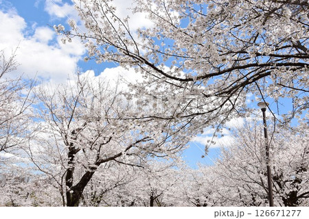 横浜市 こども自然公園の桜山の満開桜 横浜市 こども自然公園の桜山の満開桜 126671277