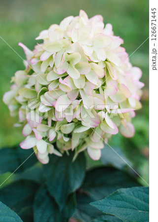 Skyfall Panicle Hydrangea White Green Flowers 126671445