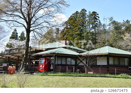 横浜市 こども自然公園のちびっこ動物園建物と満開桜 横浜市 こども自然公園のちびっこ動物園建物と満開桜 126671473
