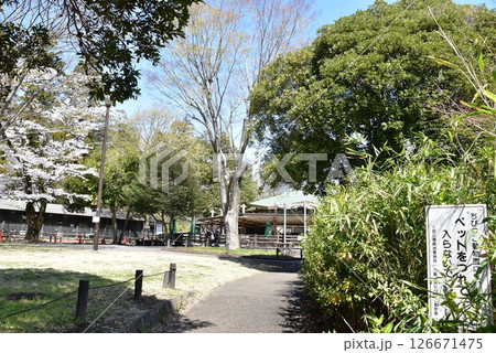 横浜市 こども自然公園のちびっこ動物園と満開桜 横浜市 こども自然公園のちびっこ動物園と満開桜 126671475