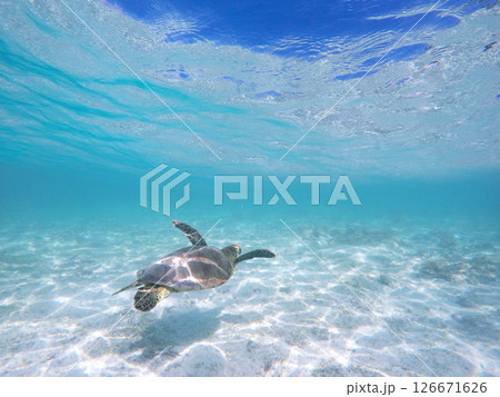 青い海を泳ぐウミガメと海面からのぞく青空 青い海を泳ぐウミガメと海面からのぞく青空 126671626