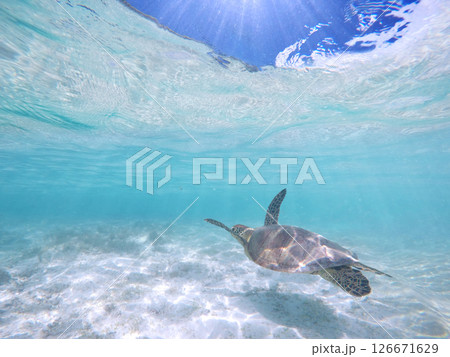 青い海を泳ぐウミガメと海面からのぞく青空 青い海を泳ぐウミガメと海面からのぞく青空 126671629