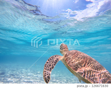 青い海を泳ぐウミガメと海面からのぞく青空 126671630