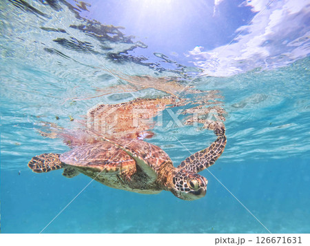 青い海を泳ぐウミガメと海面からのぞく青空 126671631