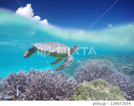 珊瑚礁の青い海を泳ぐウミガメと青空 珊瑚礁の青い海を泳ぐウミガメと青空 126671634