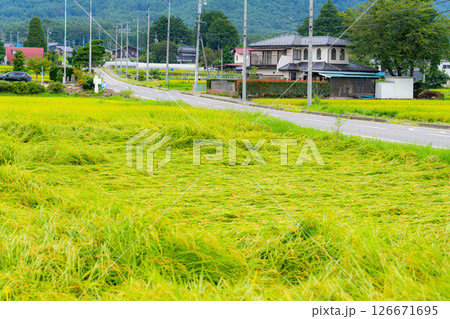 【農業被害】倒伏した稲【長野県】 【農業被害】倒伏した稲【長野県】 126671695