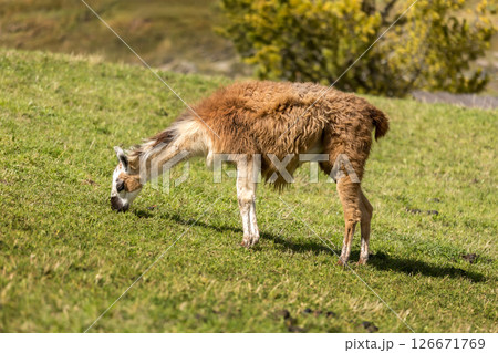 Alpaca at Alpe di Siusi in Southtyrol, Italy 126671769