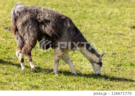 Alpaca at Alpe di Siusi in Southtyrol, Italy 126671770