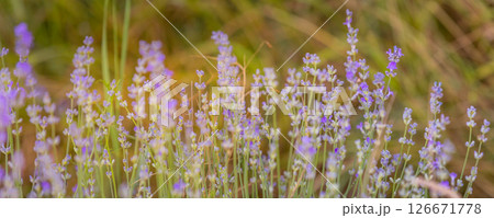 Purple lavender field close-up banner 126671778