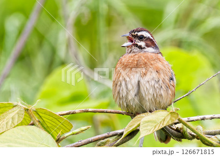 膨羽して鳴くホオジロの雌 126671815