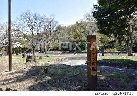 横浜市 こども自然公園のドーナツ広場と散策路と新緑と満開桜 横浜市 こども自然公園のドーナツ広場と散策路と新緑と満開桜 126671819