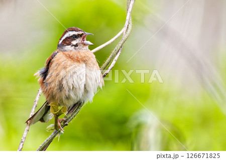 鳴くホオジロの雌 126671825