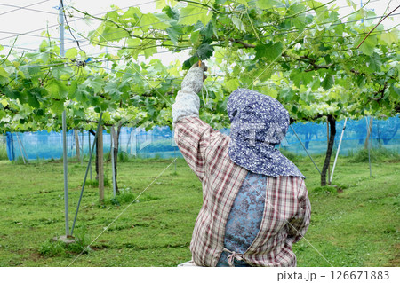初夏のぶどう畑で作業する農家の女性 126671883