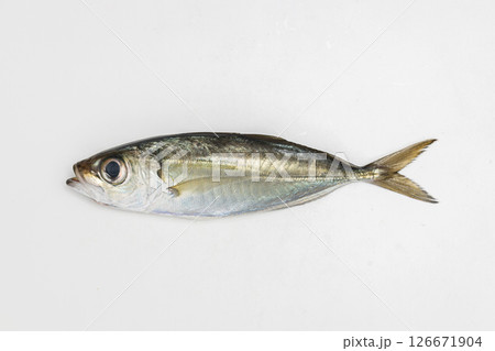 メアジ1匹 金目アジともいわれる魚の素材写真 メアジ1匹 金目アジともいわれる魚の素材写真 126671904