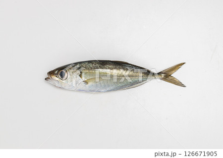 メアジ1尾 金目アジともいわれる魚の素材写真 メアジ1尾 金目アジともいわれる魚の素材写真 126671905