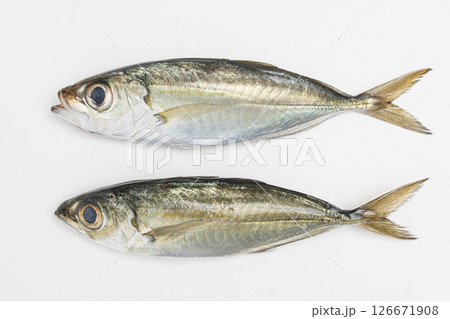 2匹のメアジ 金目アジともいわれる魚の素材写真 2匹のメアジ 金目アジともいわれる魚の素材写真 126671908